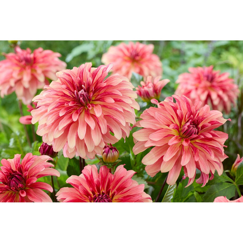 Dahlia Dutch Delight Dekorativ 1-pack NYHET